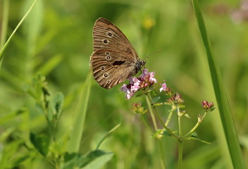 Motyl przestrojnik trawnik, łacińska nazwa Aphantopus hyperantus, siedzi ze złożonymi skrzydłami na kwiatku, makro, w tle rozmyta łąka