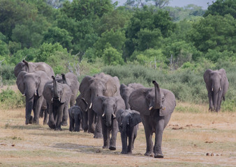 Elefanten in der Savanne vom in Simbabwe, Südafrika  © Natascha