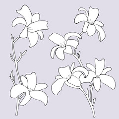 daylily flowers on a blue background. Vector illustration.
