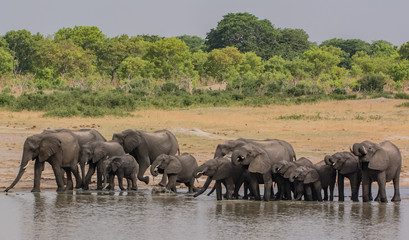 Elefanten in der Savanne vom in Simbabwe, Südafrika  © Natascha
