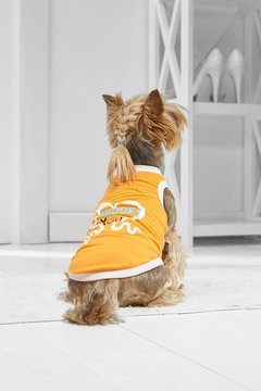 Full length portrait of dressed Yorkie in the white room. Back view of the dog with a cute braid, in an orange tank top. The pet sitting on the floor on the rug in the hallway, looking staright ahead.
