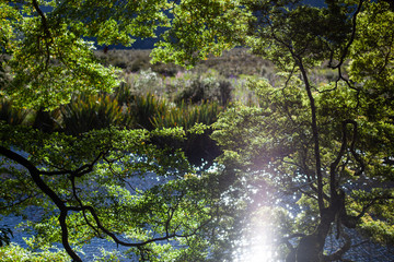 Beautiful afternoon light and reflections at Mirror Pools, New Zealand.