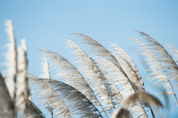 Feathery reeds against a blue sky