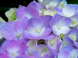 Close up Hydrangea flower