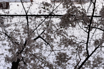 Cherry blossoms in Kyoto