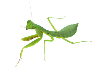 Close up Mantis on white background