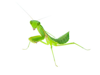 Close up Mantis