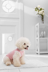 Full length portrait of dressed Bichon Frise in the white room. Side view of the dog in a pink tank top, sitting on the floor on the rug in the hallway, looking straight ahead, ready to go out.