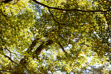 Late afternoon summer light at Mirror Pools, New Zealand.