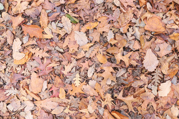 Various of Autumn leaves on the ground.  Fall foliage. Top view.