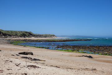 Seal lying on the sand at Waipapa Point, New Zealand.