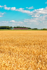 ripe cereals on the big field just before harvesting