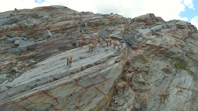Aerial 4K - Stambecchi (Capra Ibex) 