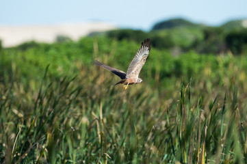 A bird hunts in the tall reeds