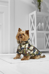 Full length portrait of dressed Yorkshire Terrier in the white room. Side view of the dog in a camo...