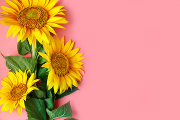 Beautiful sunflowers on pink background. View from above. Background with copy space.