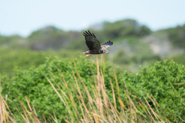 Bird flying over field
