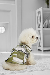 Full length portrait of dressed Bichon Frise in the white room. Back view of the cute dog in a camo...
