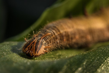 Giant owl butterfly  - Caligo memnon, beautiful large butterfly from Central America forests.