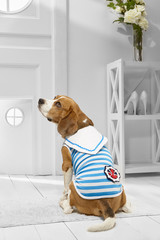 Full length portrait of dressed Beagle in the white room. Back view of the dog in a sailor suit....
