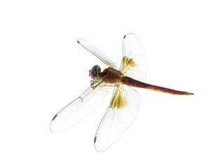 macro image of dragonfly