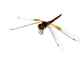 macro image of dragonfly