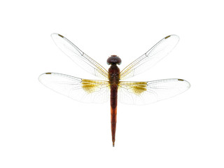 macro image of dragonfly