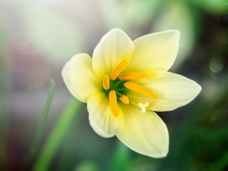 Beautiful rain lily flower