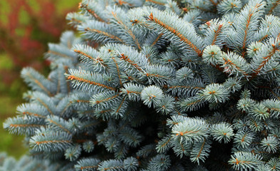 Young decorative blue spruce. Needles of blue spruce close-up. Texture. Natural blurred background.
