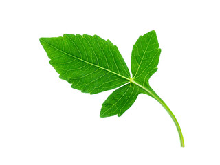 Fototapeta premium Close up of dahlia leaf.