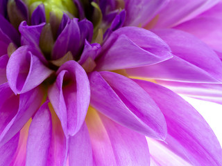 Close up of dahlia flower.
