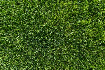 Abstract texture background, natural bright green grass close-up lawn carpet, top view.
