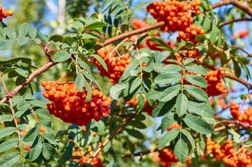 Bunch of ripe rowanberry fruit on tree with green leaves