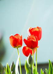 Red orange spring summer tulips, flowers on a blue grey backgrownd