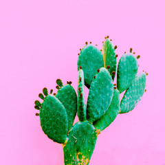 Cactus minimal design. Plants on pink concept