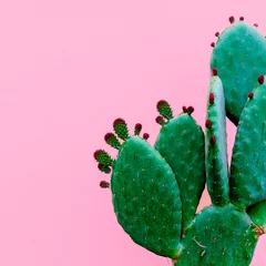 Muurstickers Cactus minimaal. Planten op roze concept © Porechenskaya