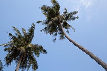 Obraz na płótnie Canvas Coconut Palm Trees Summer Sunny Sky