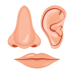 Human nose, ear