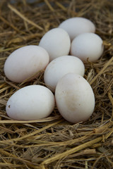 Duck eggs on the nest
