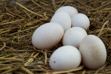 Naklejka na ściany i meble Duck eggs on the nest