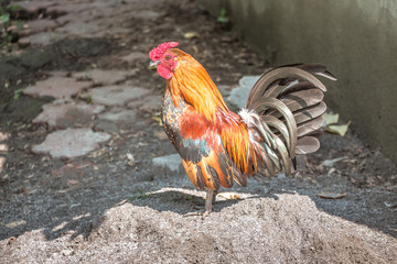 Brown dwarf Cock Bantam at a farm. Breeding of poultry _