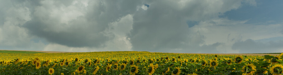 Sonnenblumenfeld mit schönen Wolken