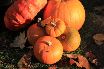 Obraz premium Bright orange pumpkins
