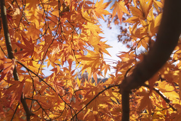 Orange maple leaves during autumn.