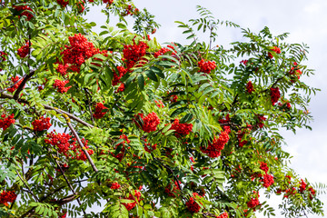 Branch of mountain ash with red ripe berries_