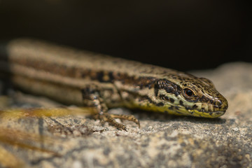 Lizard