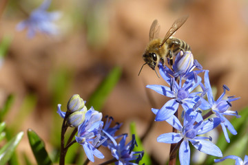 Bee on Violet Flowers
