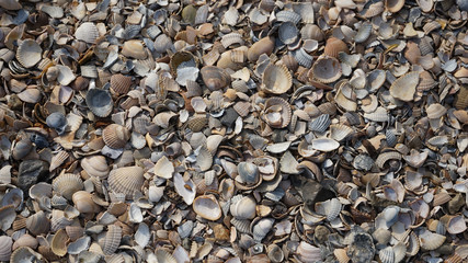 Muscheln © ArminKröff