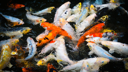 Obraz na płótnie Canvas Fish Koi Pond