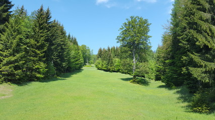 Waldwiese am Unterberg (NÖ)
